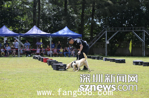 深圳海关缉毒犬开放日 VR体验“服毒”危害